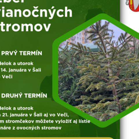 Zber vianočných stromov