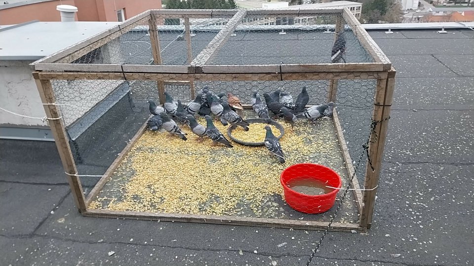 MESTO OPÄŤ PRISTÚPILO K ODCHYTU HOLUBOV