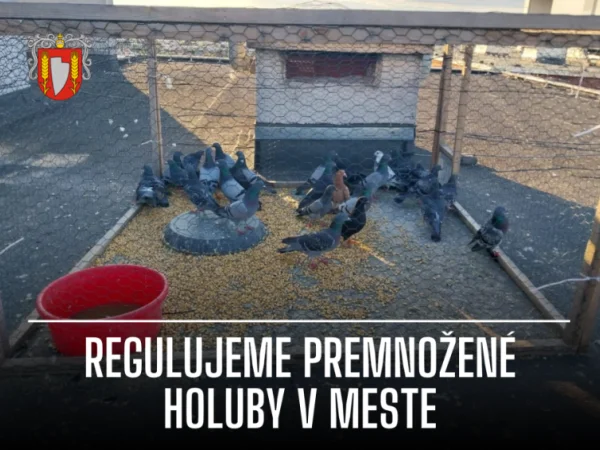 Mesto Šaľa reguluje premnožené holuby