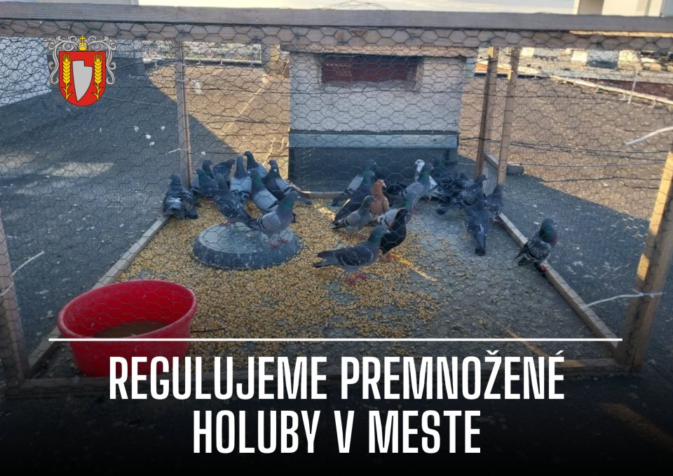 Mesto Šaľa reguluje premnožené holuby