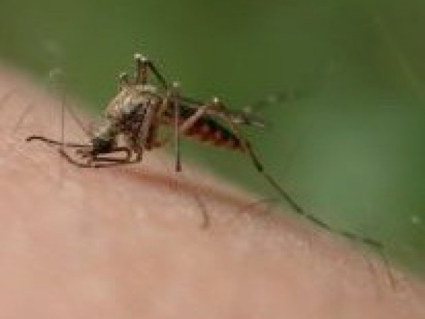 Presunutý termín postreku proti komárom