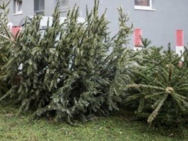 Zber vianočných stromčekov sa začína v piatok