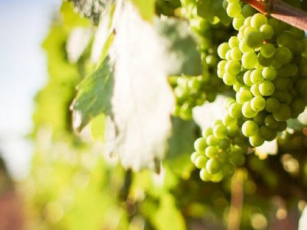 Informácia pre majiteľov vinohradov
