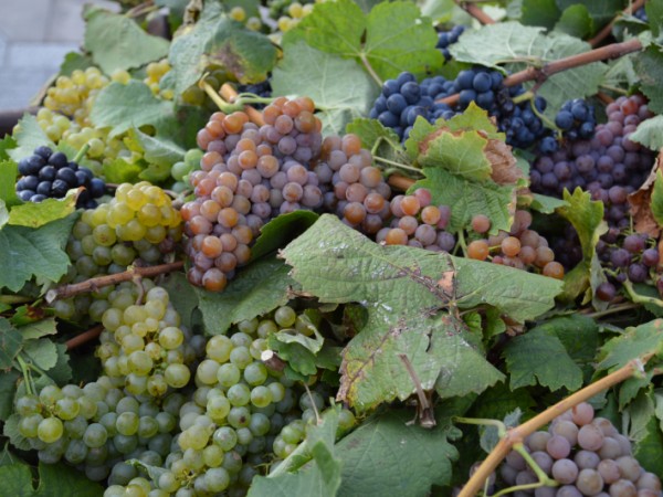 Šaľania boli očarení degustáciou vín: Víno Terra Wag – Šaľa 2016