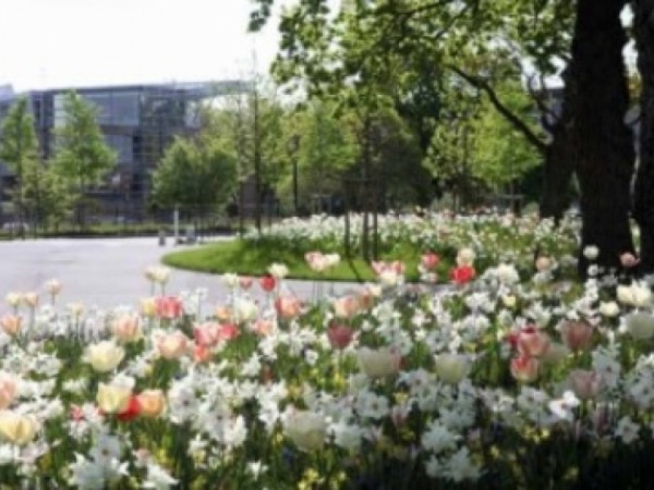 Ulice mesta rozžiaria kvety holandských cibuľovín