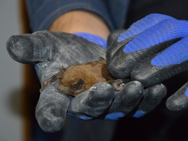 „Šalianske“ netopiere už sú v rukách ochranára