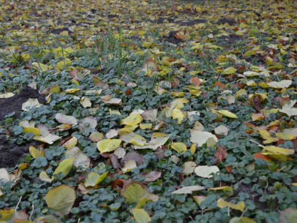 Vývoz zeleného odpadu