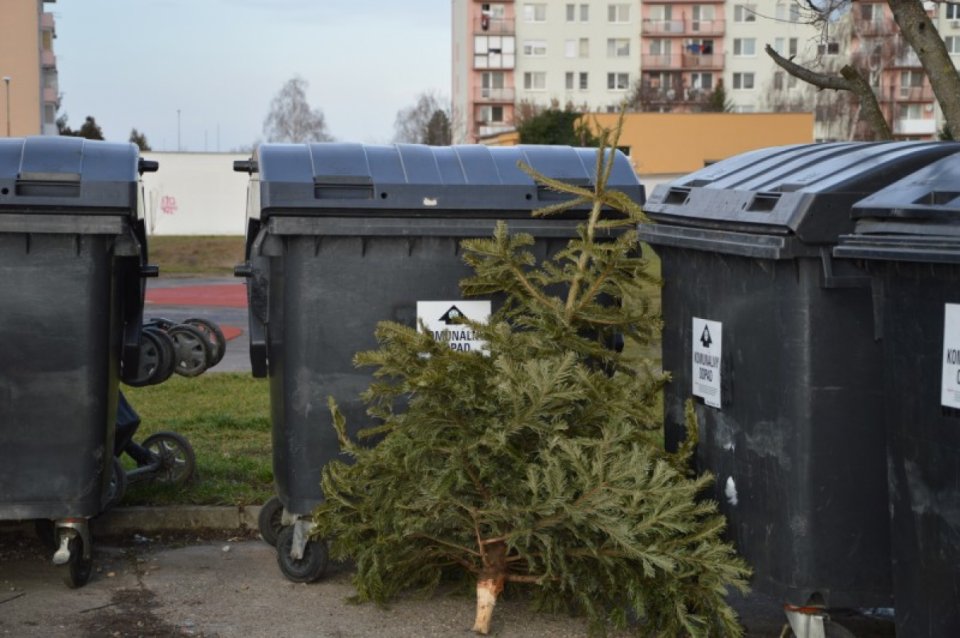 Začína sa zber vianočných stromčekov