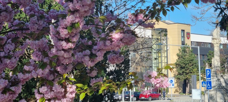 Sakura nádherne kvitne