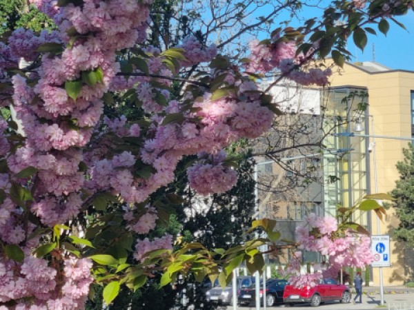 Sakura nádherne kvitne