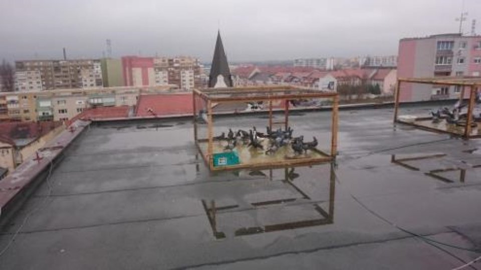 Radnica rieši odchyt holubov