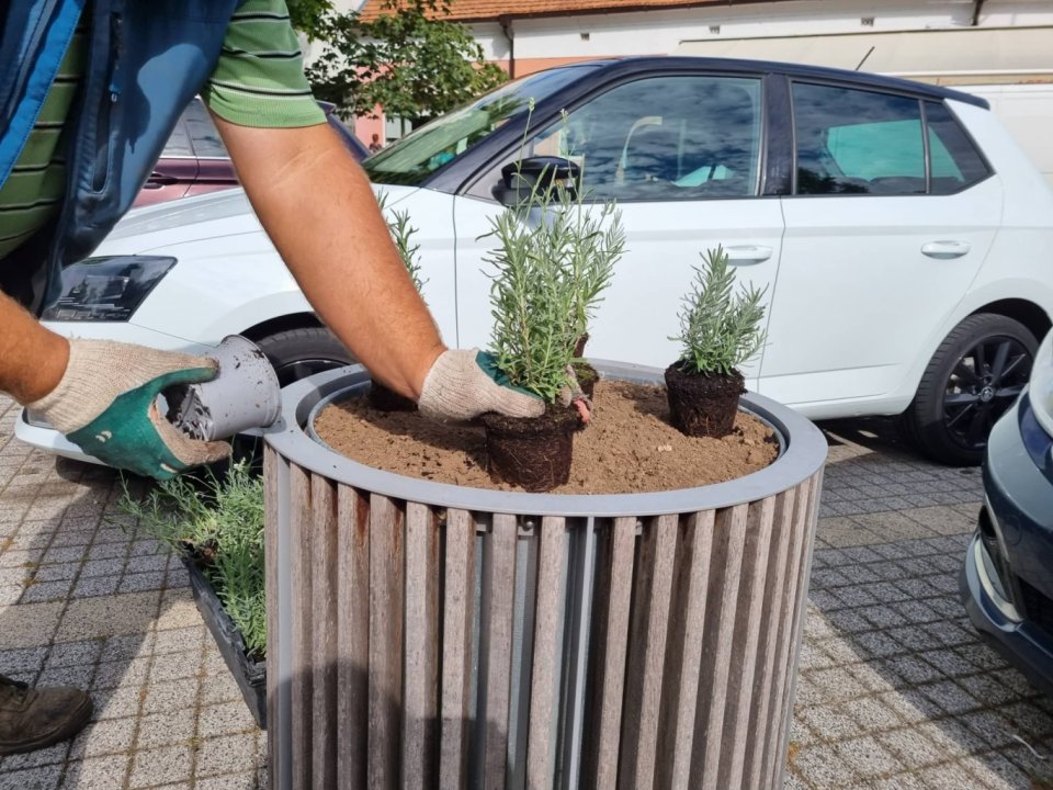 180 levandúľ pre centrum mesta
